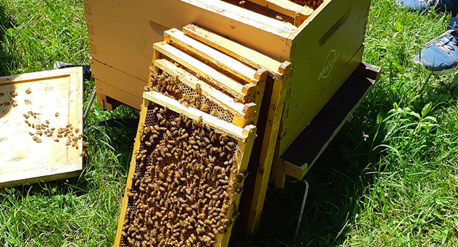 college-villa-maria-pedagogie-ecolab-activite-apiculture-caroussel-01