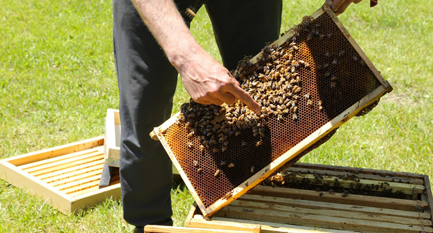 college-villa-maria-pedagogie-ecolab-activite-apiculture-caroussel-16